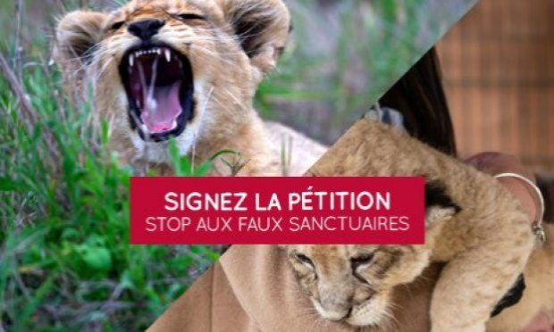 Pétition : Fermeture des faux-sanctuaires pour animaux sauvages en France