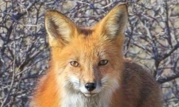 Pétition : Non à l'abattage des 1700 renards dans l'Oise