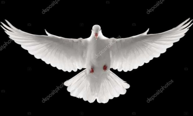 Pétition : STOP au massacre des pigeons