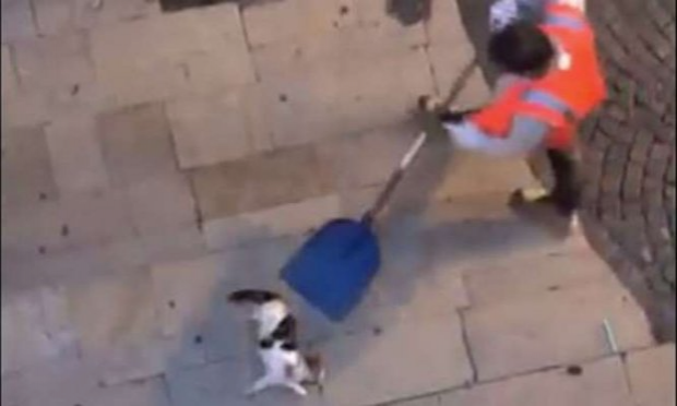 Pétition : Sanction exemplaire à l'encontre de l'agent de la société Véolia ayant balancé un chat blessé dans une remorque à ordures à Montélimar