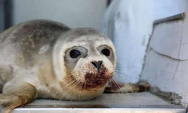 Pétition : Justice pour le bébé phoque assassiné à coups de pieds sur une plage de Dunkerque