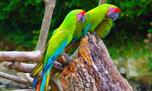Pétition : Pas de cirque avec animaux à Saint-Malo