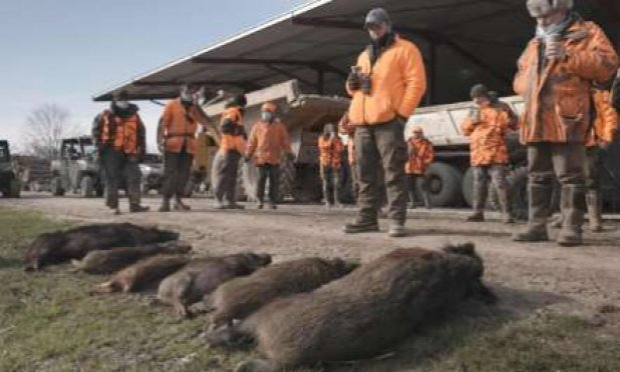 Pétition : STOP à la chasse en enclos ou safaris de campagne en France !