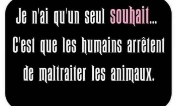 Pétition : Pour la création d'un numéro d'urgence unique en France contre la maltraitance animale