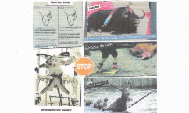 Pétition : CORRIDAS : STOP  !