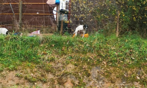 Pétition : Aidez-nous à sauver de pauvres chiens attachés à une chaîne sans aucun abri !