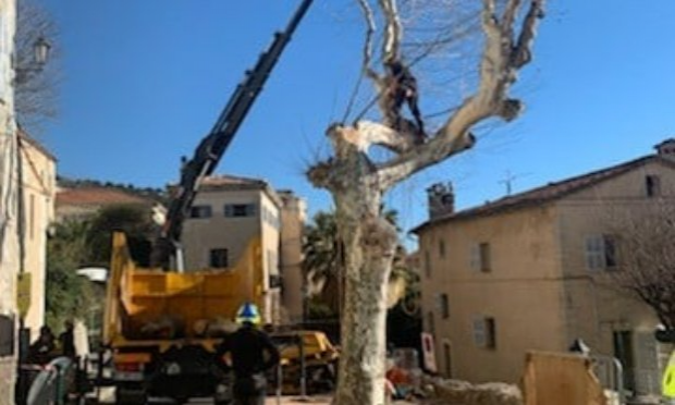 Non à l'abattage des platanes centenaires à Grasse !
