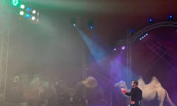 Pétition : Quimper POUR des Cirques sans animaux (Domestiques et Sauvages)