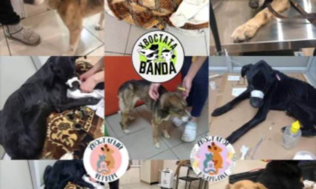 Pétition : Justice pour les chiens martyrs du refuge de Borodyanka en Ukraine