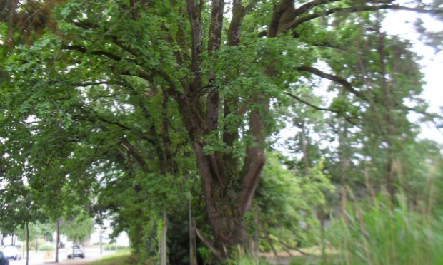 Pétition : Stop à l'abattage des arbres au Bout des Landes à Nantes