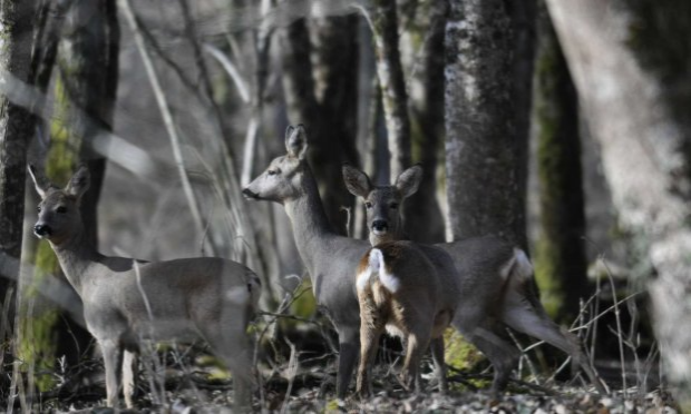 Petition : Sécheresse exceptionnelle, exigeons un moratoire immédiat sur la chasse.