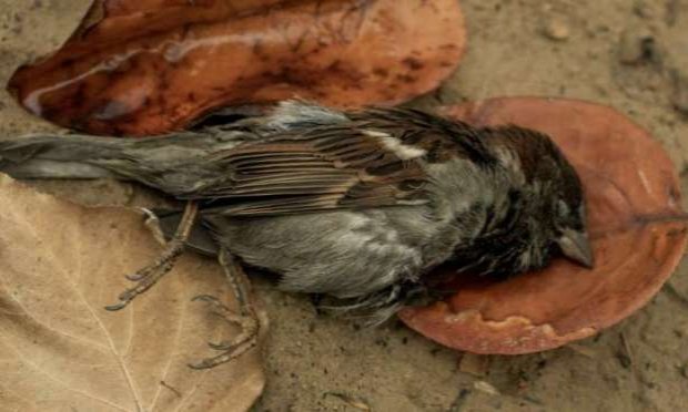 Pétition : Non à la fermeture du marché aux oiseaux à Paris !