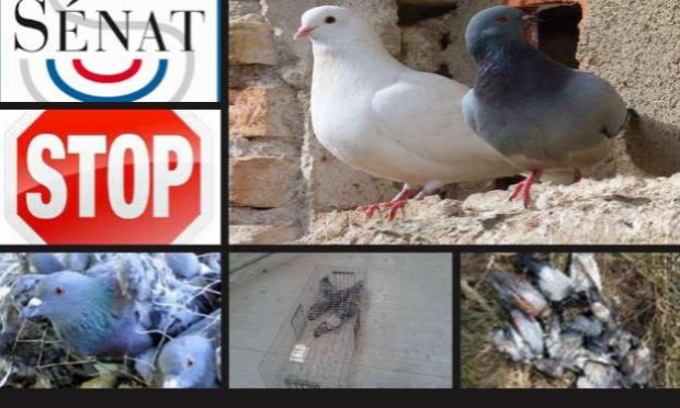 Pétition : Stop à l'extermination des pigeons à Varilhes !