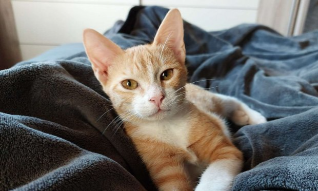 Pétition : Justice pour mon bébé chat de 8 mois victime de cruauté gratuite !