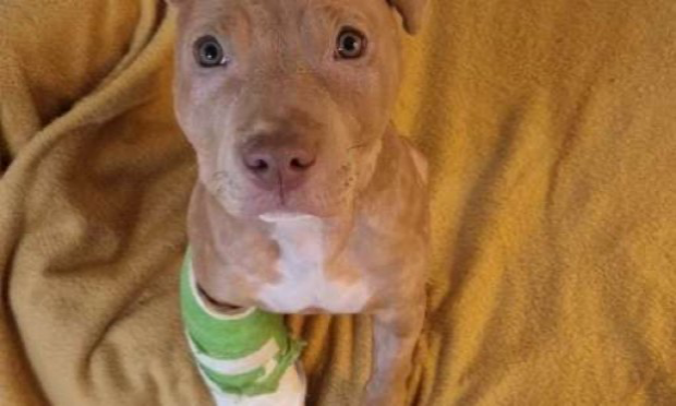 Pétition : Pour une condamnation exemplaire de Rop et Rocka FrenchRapQueen, tortionnaires du chiot de 4 mois !