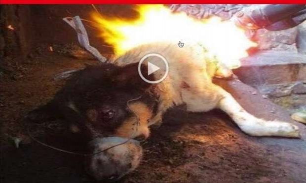 Pétition : Continuons le combat contre les massacres, la tortures et la misère des animaux errants du Maroc !