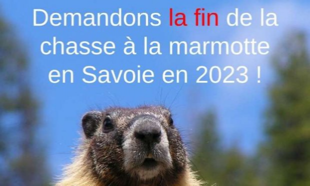 Pétition : Exigeons l'interdiction de la chasse à la marmotte