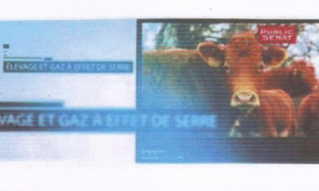 Pétition : Pétition contre l’incitation au passage à l’acte chez les pédophiles abstinents ou passifs / Petition against the encouragement of passive or abstinent pedophiles.