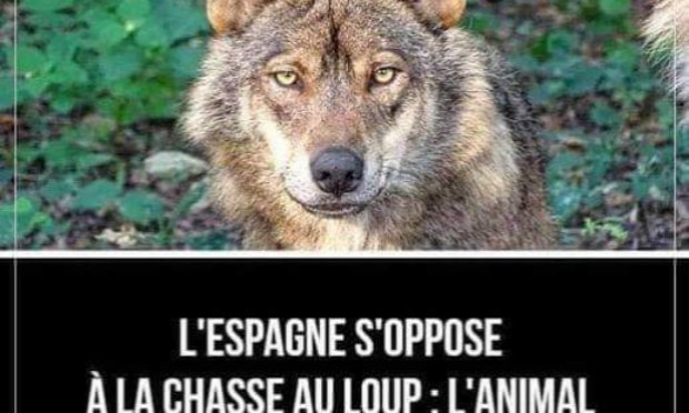 Pétition : Pour l'annulation de la dérogation d'abattage des loups en France !