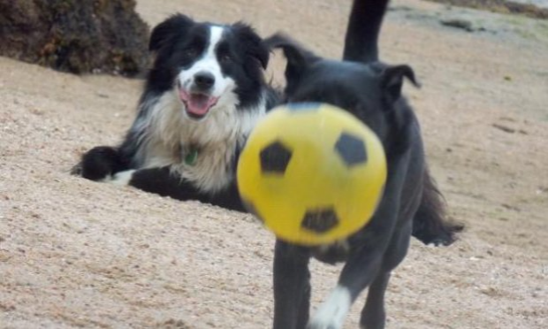 Pétition : Moins d'interdits pour nos amis les chiens sur les plages de la Côte de Granit Rose !