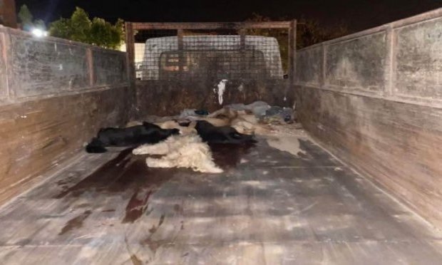Pétition : Continuons le combat contre les massacres, la tortures et la misère des animaux errants du Maroc !