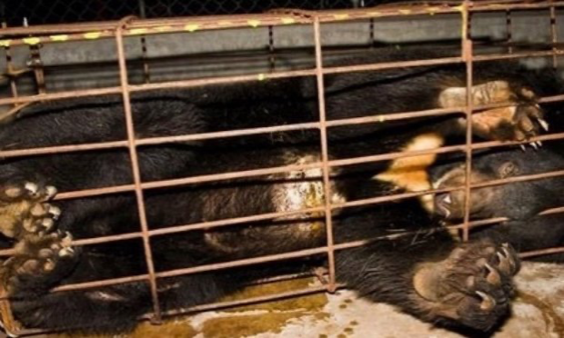 Pétition : Stoppons le scandale absolu des fermes à bile d'ours en Asie !