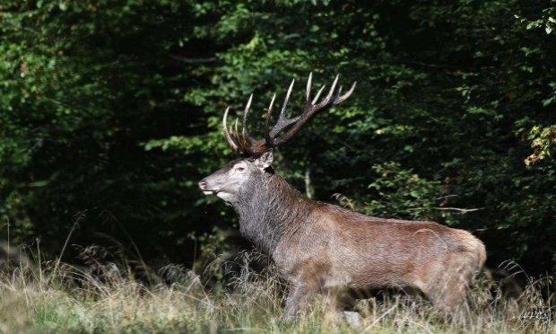 Pétition : Pour l'abolition de la chasse à courre