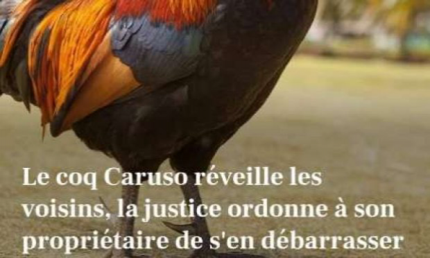 Pétition : En marche vers une évolution radicale des droits des animaux en France