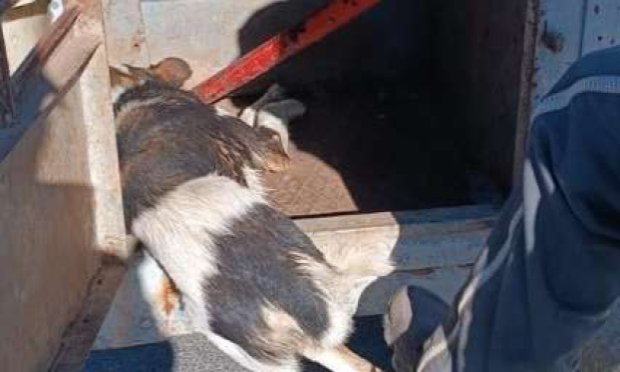 Pétition : Lutte contre la persécution et l'extermination des chiens errants au Maroc : un combat sans issue ?