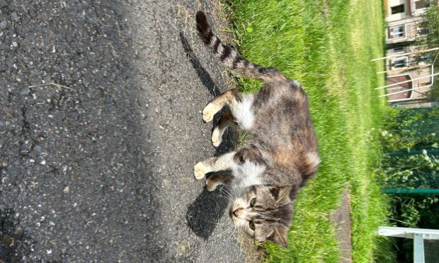 Pétition : Retrouvons et jugeons la personne qui a noyé un Jack Russel dans le canal de Bourgogne.
