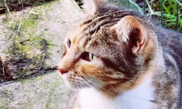 Pétition : SOS : il faut sauver le sanctuaire animalier de Maddy !