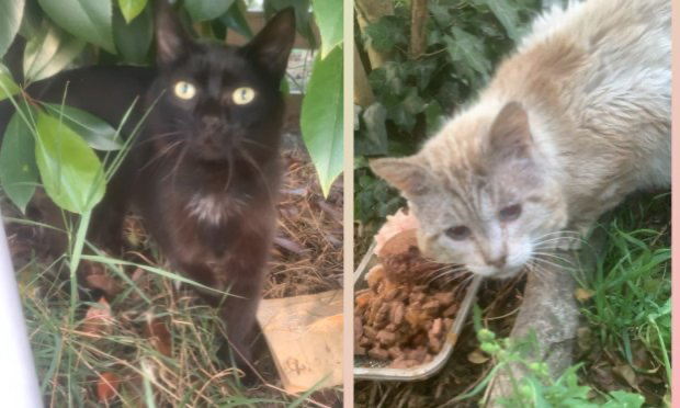 Pétition : Pitié pour les chats !