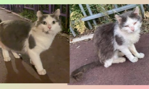 Pétition : Pitié pour les chats !