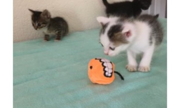 Pétition : SOS : Il faut sauver les 150 chats de Mahine Association Bastet !