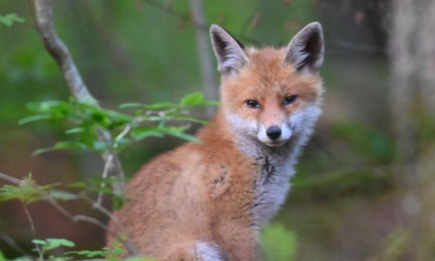 Pétition : Urgence pour les blaireaux de Saône-et-Loire