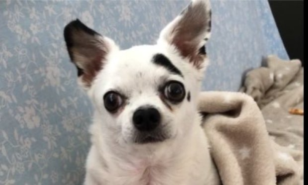 Pétition : Arrêt du librela sur les chiens