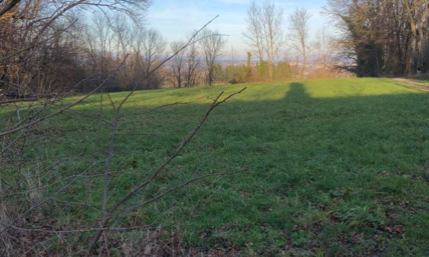 Pétition : Protégeons le bois des chênes !