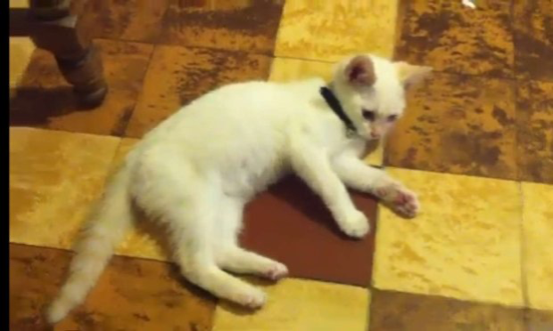 Pétition : Requête contre Ethias Assistance Car et Plus pour ramener mon chat !