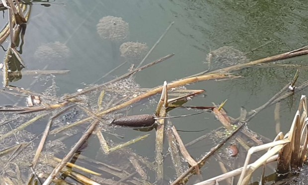 Pétition : Décès de ma jument : stoppons la pollution à Noues de Sienne !