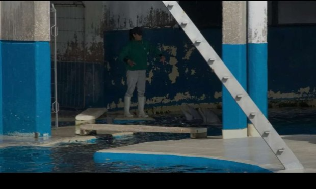 Pétition : Pas de transferts à l étranger Chine Espagne loro parques tenerife delphinaruims déplorable madrid delphinaruim fermé au publics dauphins otaries orques phoques requins pingouins manchots et autres cétacés et autres animaux du Marineland