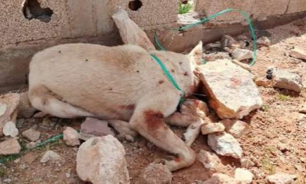 Pétition : Algérie : Le gouverneur qui a ordonné le massacre monstrueux des animaux errants doit être lourdement sanctionné !!