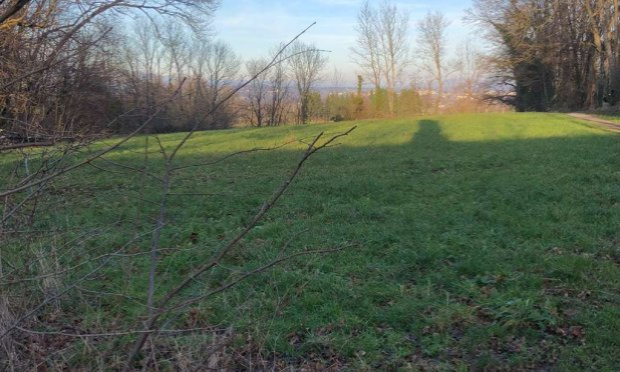 Pétition : Protégeons le bois des chênes !