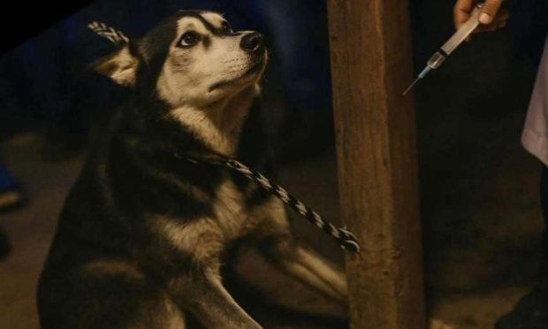 Pétition : Algérie : Le gouverneur qui a ordonné le massacre monstrueux des animaux errants doit être lourdement sanctionné !!