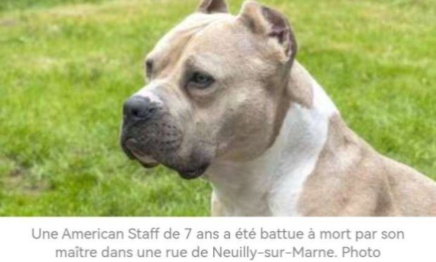 Pétition : Justice pour Nala : demandons une peine exemplaire pour son bourreau