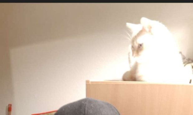 Pétition : Requête contre Ethias Assistance Car et Plus pour ramener mon chat !