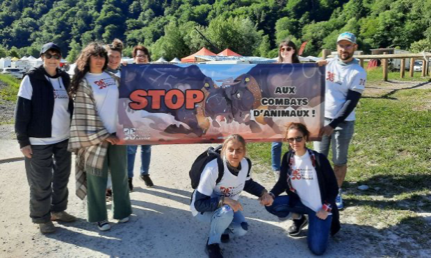 Pétition : Interdisons les combats de vaches hérens ('batailles de reines') !