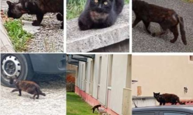 Pétition : Pour une prise en charge urgente concernant des chats errants sur Bourg-de-Péage 26300