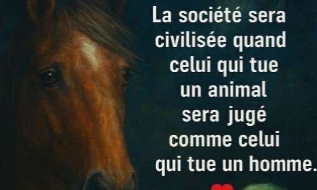 Pétition : Pour que les actes de cruauté envers les animaux soient considérés comme un crime