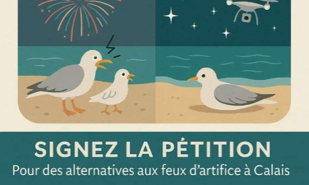 Pétition : Pour une fête sans souffrance : stop aux feux d'artifice sur la plage de Calais