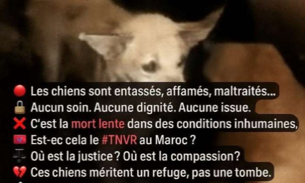 Pétition : Agissons pour mettre fin aux souffrances inhumaines infligées aux chiens dans la fourrière de Fès